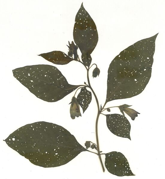 Datei:GHV Herbarium Tollkirsche.jpg