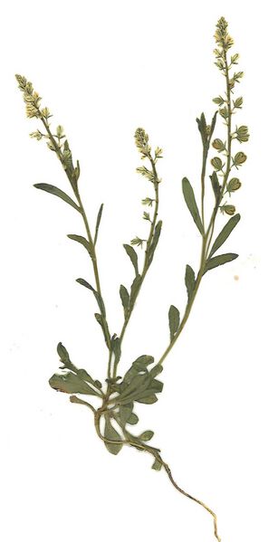 Datei:GHV Herbarium Bittere Kreuzblume.jpg