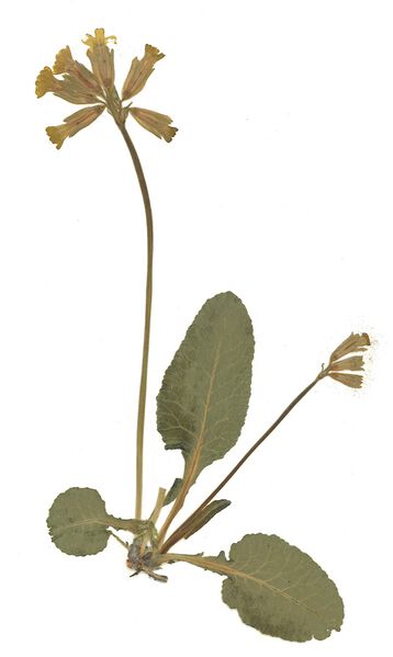Datei:GHV Herbarium Wiesen-Schlüsselblume.jpg