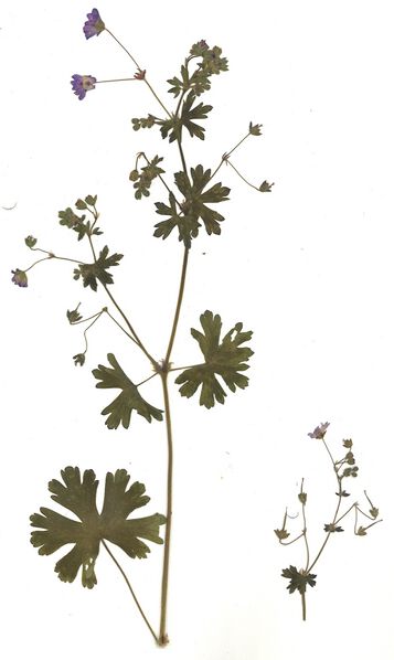 Datei:GHV Herbarium Berg-Storchschnabel.jpg